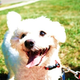 Illustration for article titled Shooting Challenge Pets Gallery 4